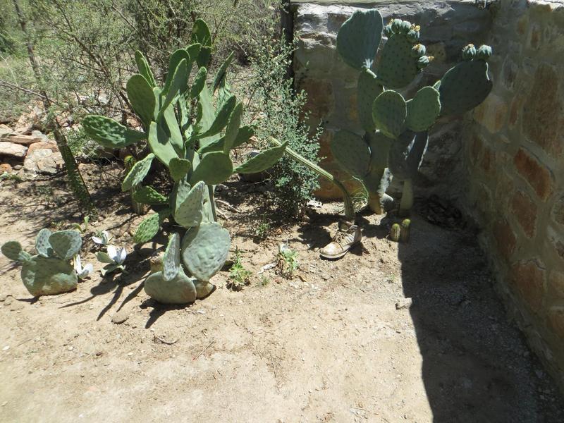 3 Bedroom Property for Sale in Nieu Bethesda Eastern Cape